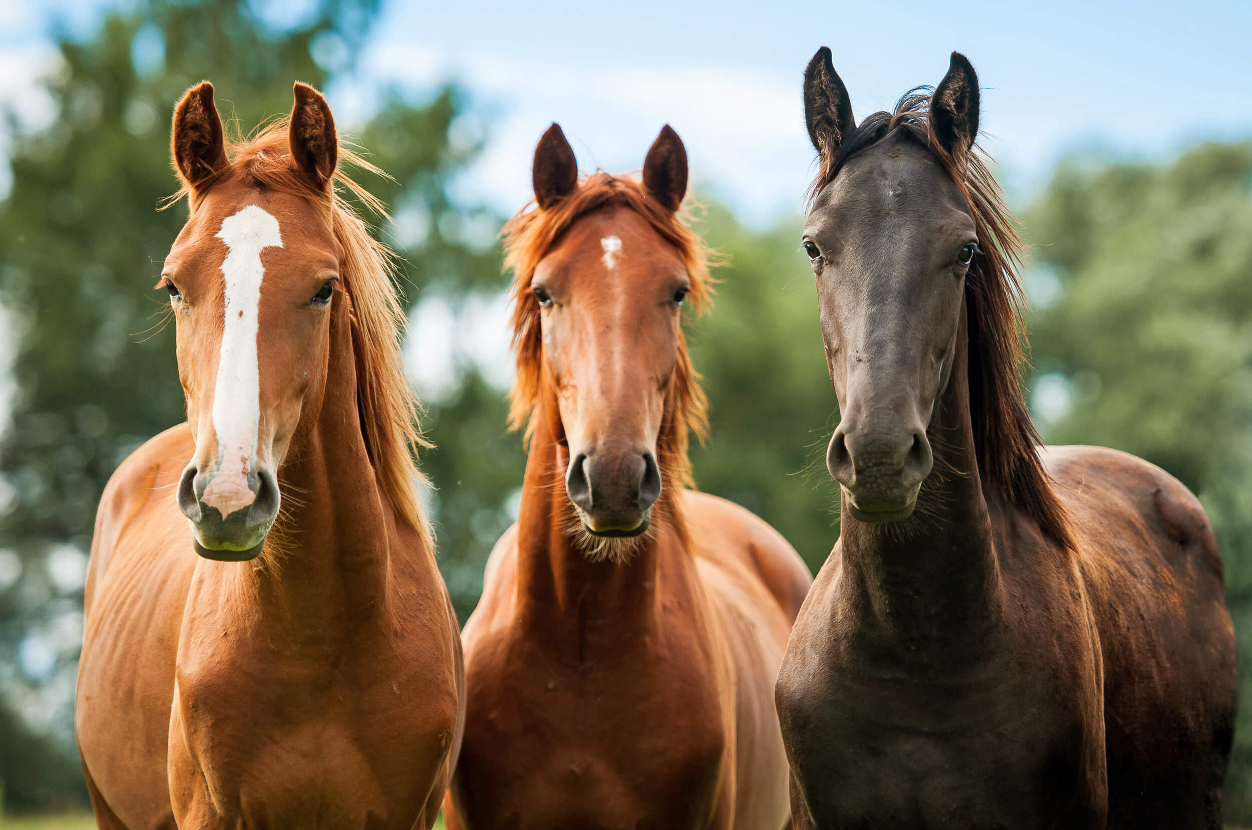 Three Inquisitive Horses (1)