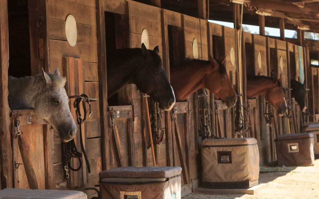 Stable Manager – Careers in the Horse Industry