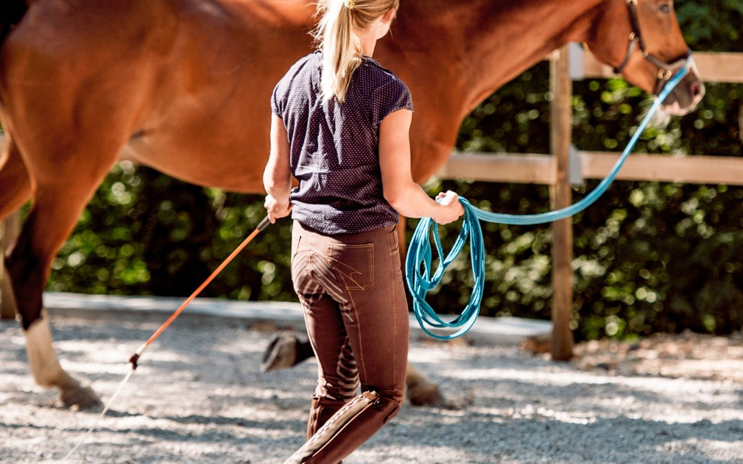 What NOT to do When Lunging Your Horse