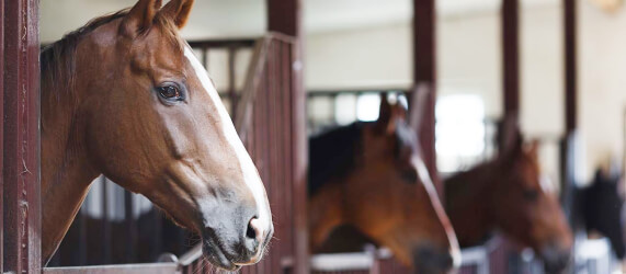 Horse Chats Podcast Image