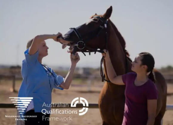 Horse Husbandry Assistant
