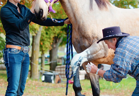 Start Your Journey Towards Working in Australia’s Equine Industry