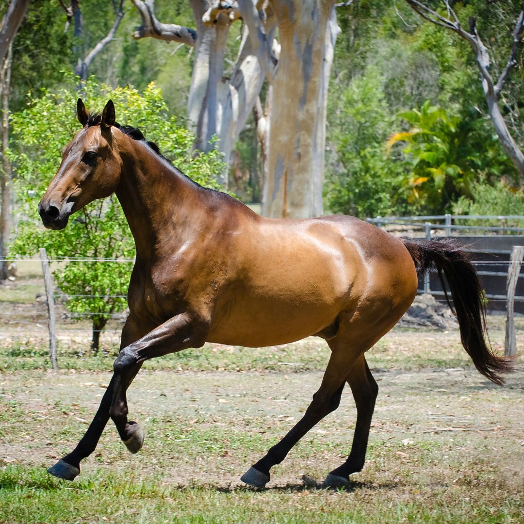 Mastering the Canter: Tips for a Confident and Comfortable Ride