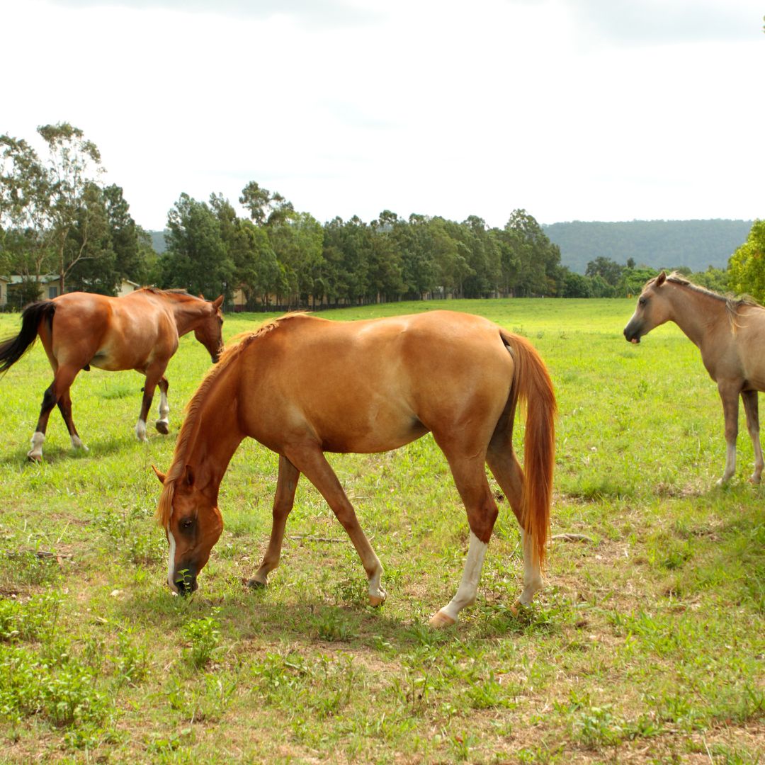 Outdoor Horse Care: A Guide to Keeping Paddock Horses Safe and Healthy