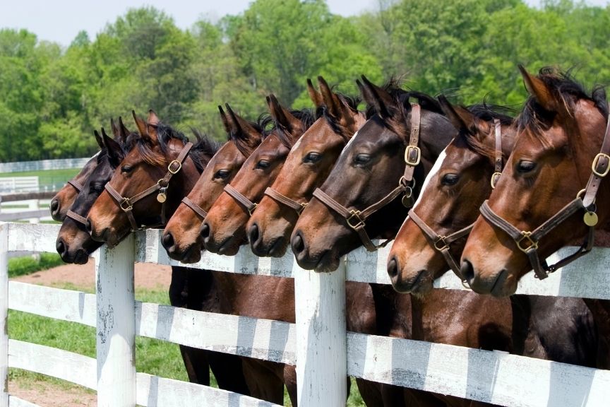 Developing Effective Communication Understanding Natural Aids in Horse Training